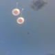 A view of the drogue parachutes shortly after deployment.